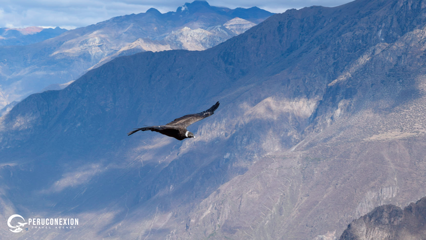 Tour Cañón del Colca