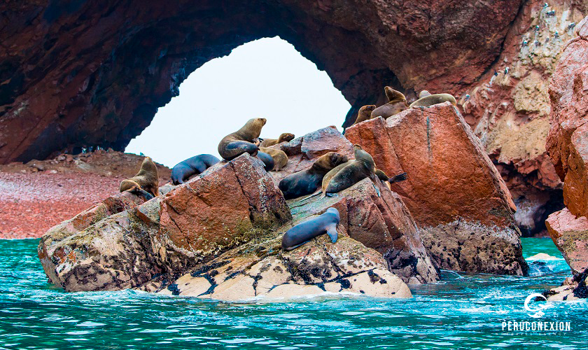 ¿Que puedes hacer en la Reserva Nacional de Paracas?